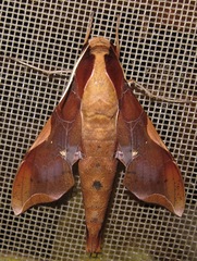Callionima nomius