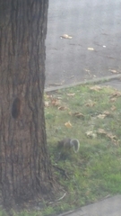 Sciurus carolinensis
