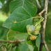 Black-Poplar - Photo (c) lern, some rights reserved (CC BY-NC), uploaded by lern