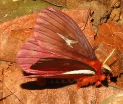 Cerodirphia speciosa