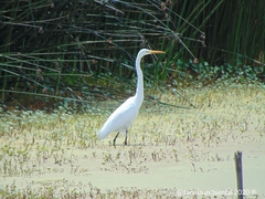 Ardea alba