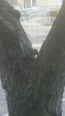 Sciurus carolinensis