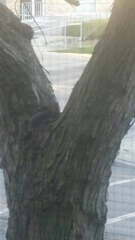 Sciurus carolinensis