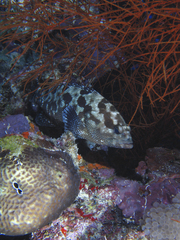 Epinephelus polyphekadion
