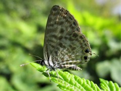 Leptotes pirithous