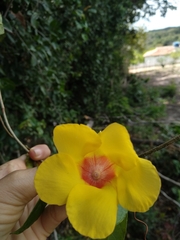 Mandevilla scabra