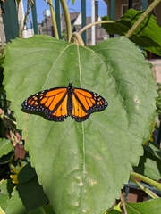 Danaus plexippus