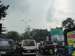 Pelecanus philippensis