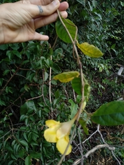 Mandevilla scabra
