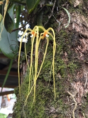 Thrixspermum raciborskii