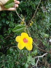 Mandevilla scabra