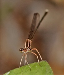 Pseudocopera ciliata