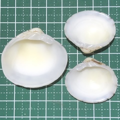 Lioconcha castrensis