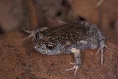 Uperoleia laevigata
