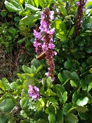 Macropsychanthus violaceus