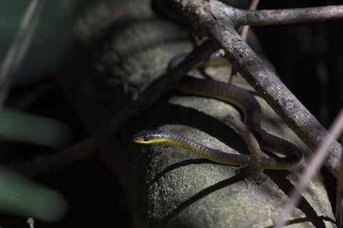 Common Tree Snake sighting