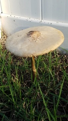 Chlorophyllum molybdites image
