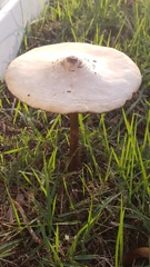 Chlorophyllum molybdites image