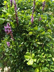 Macropsychanthus violaceus