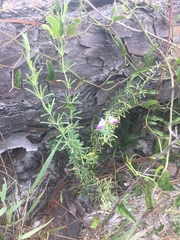 Conradina canescens image