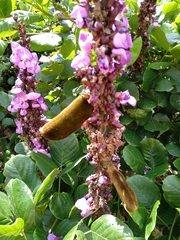 Macropsychanthus violaceus