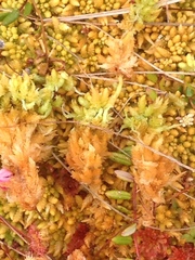 Sphagnum