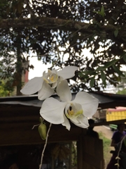 Phalaenopsis
