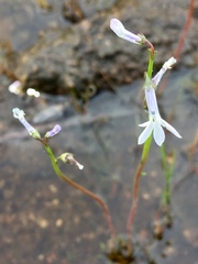 Lobelia dortmanna