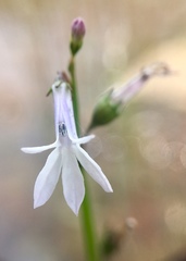 Lobelia dortmanna