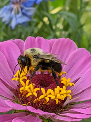 Bombus griseocollis