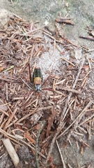 Barbitistes constrictus