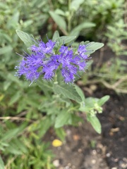 Caryopteris × clandonensis