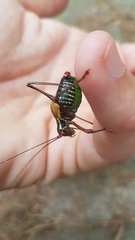 Barbitistes constrictus