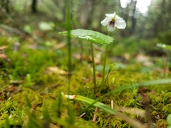 Viola renifolia