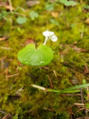 Viola renifolia