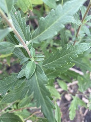 Caryopteris × clandonensis