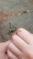 Barbitistes constrictus