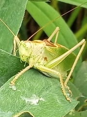 Tettigonia cantans