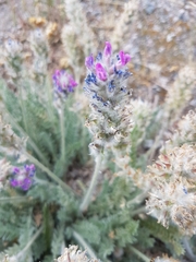 Oxytropis splendens