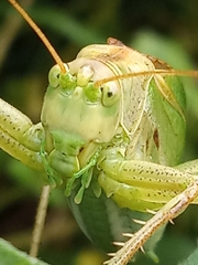 Tettigonia cantans