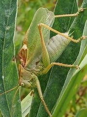 Tettigonia cantans