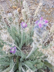 Oxytropis splendens