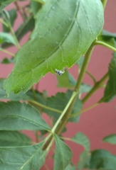 Phintella vittata