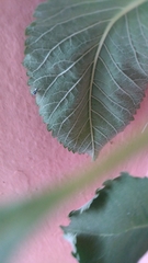 Phintella vittata