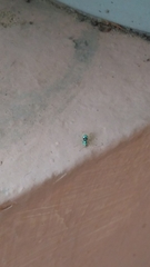 Phintella vittata