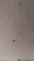 Phintella vittata