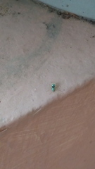 Phintella vittata