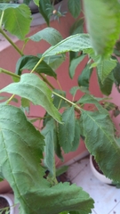 Phintella vittata