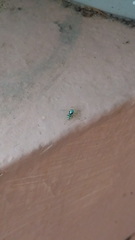 Phintella vittata