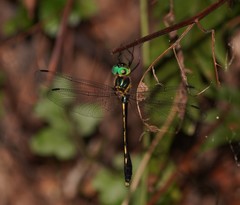 Macromidia rapida